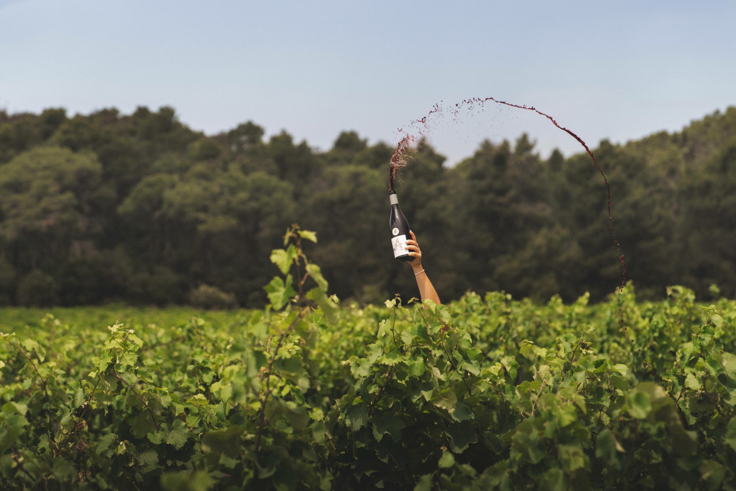 vin lezignan corbieres