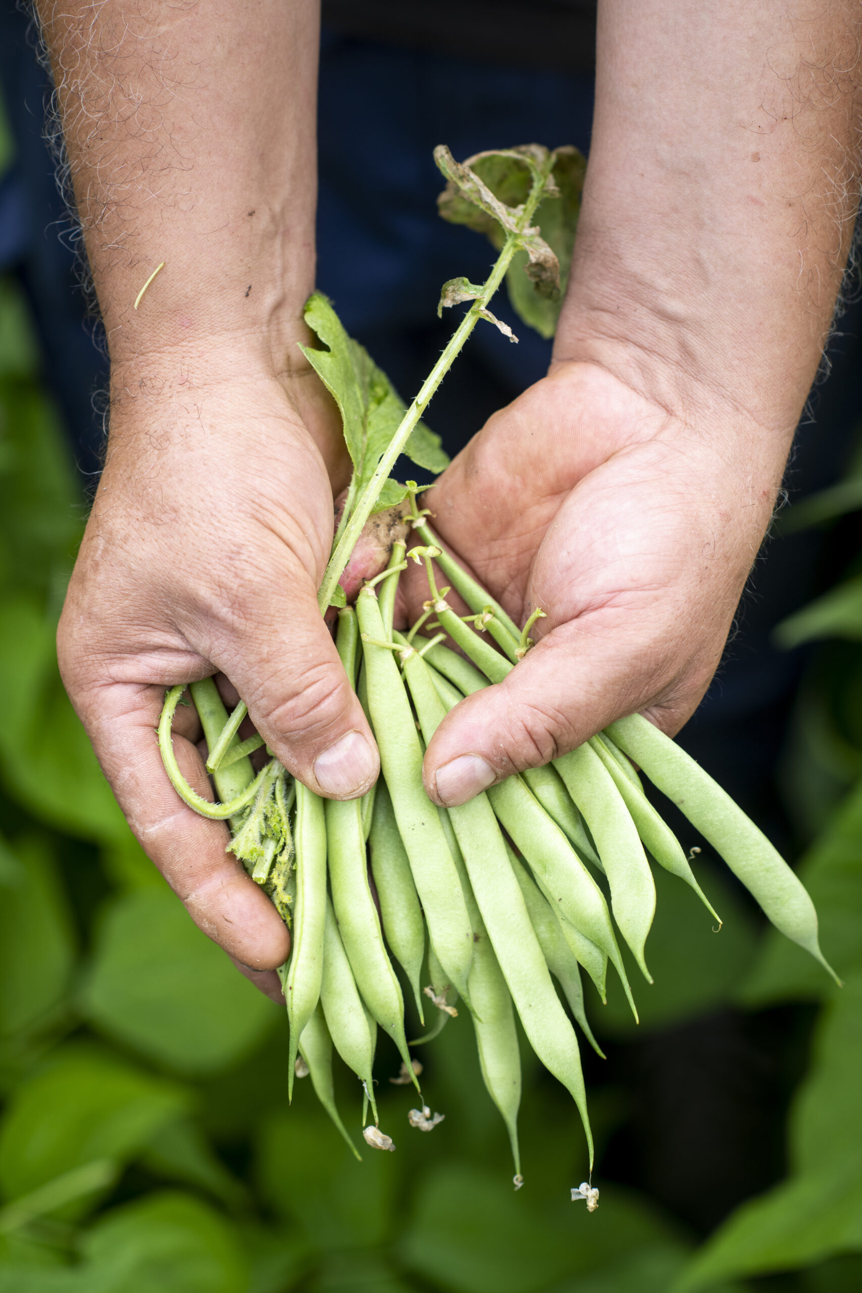 Haricots verts