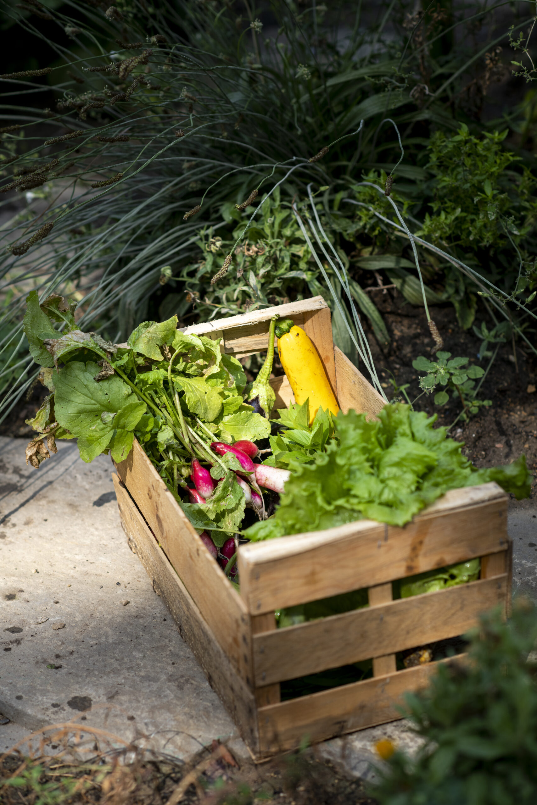 Cagette de légumes